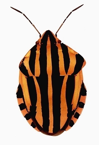 Cornelia Hesse-Honegger #cornelia #bug #insect #nuclear #honegger #hesse