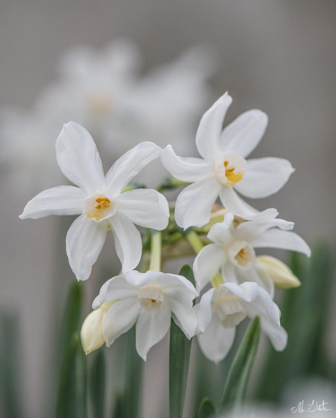 Beautiful Flower and Plant Photography by Alison Staite