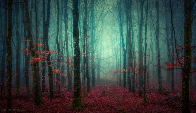 Mystical and Beautiful Forest Photography by Patrice Thomas