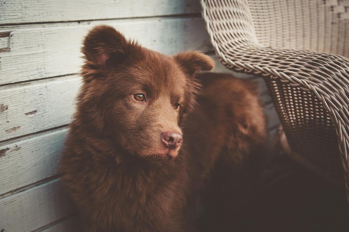 Bear Dog