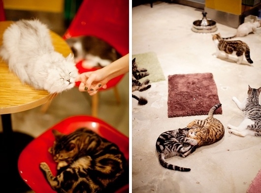 PARK & CUBE » Catnapper #in #cafe #seoul #cat
