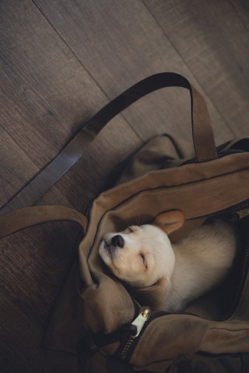 puppy in a bag #puppy #photography