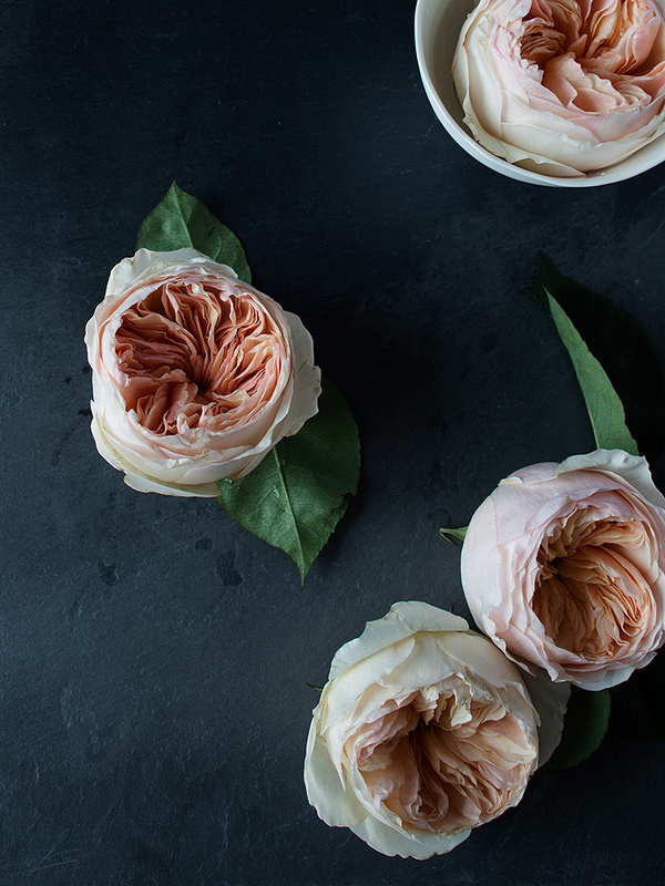 lingered upon: Rose Studies #roses #photography #flowers