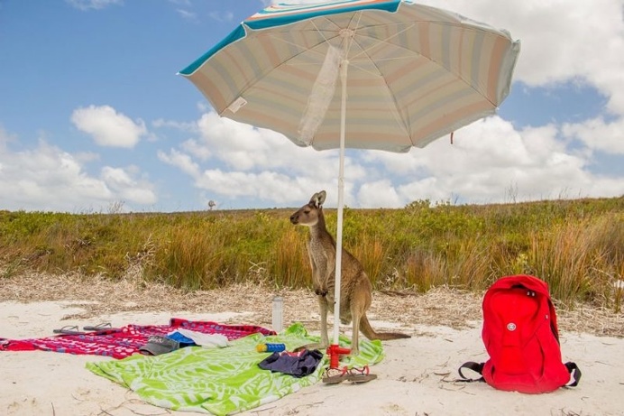 Hilarious Finalists of The Comedy Wildlife Photography Awards 2016
