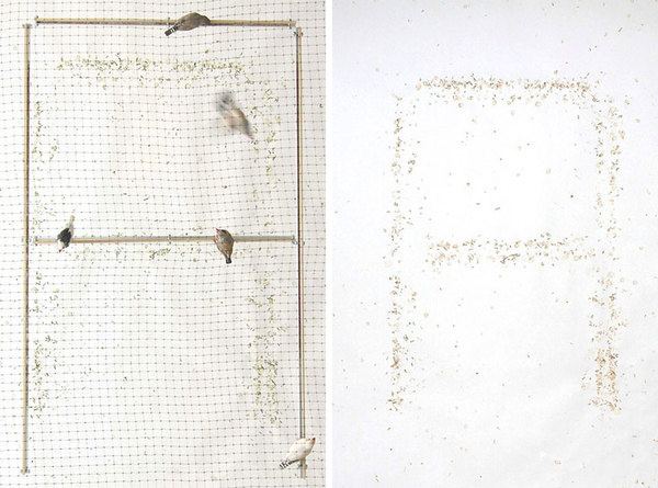 poo printer generates typography with bird waste designboom #natur #art #typography