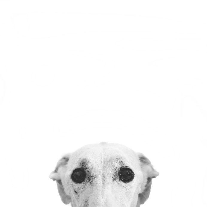I V A NC A R B O N E L L, http://ivancarbonelldiary.tumblr.com/ #white #eyes #photo #black #dog