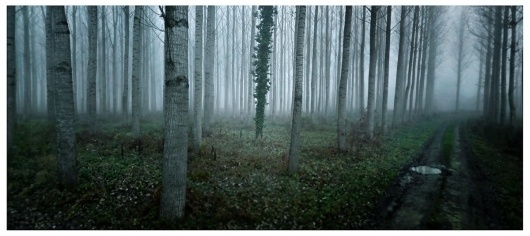 aaron hobson || c i n e m a s c a p e s #photography #france #woods