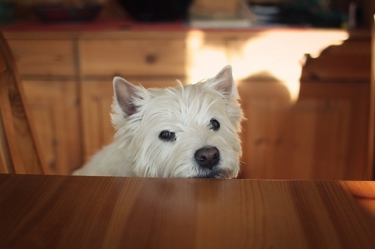 5496484165_f8071c6786_b.jpg (1024×682) #photography #westie #dog
