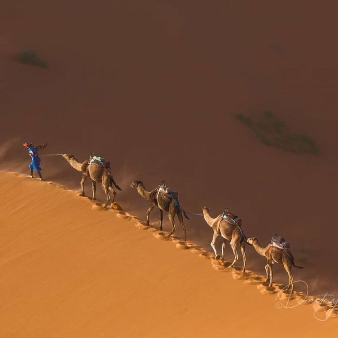 Fine Art Wildlife Photography by Dmitry Arkhipov