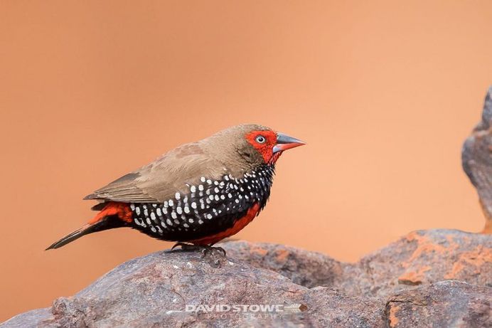 Breathtaking Wildlife Bird Photography by David Stowe