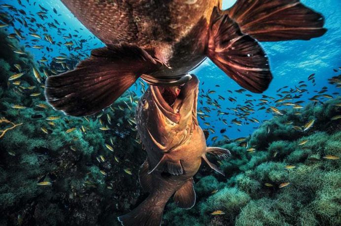 Big fish fight by Jordi Chias Pujol
