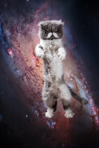 Katzen im Weltall #photography #cats #cat
