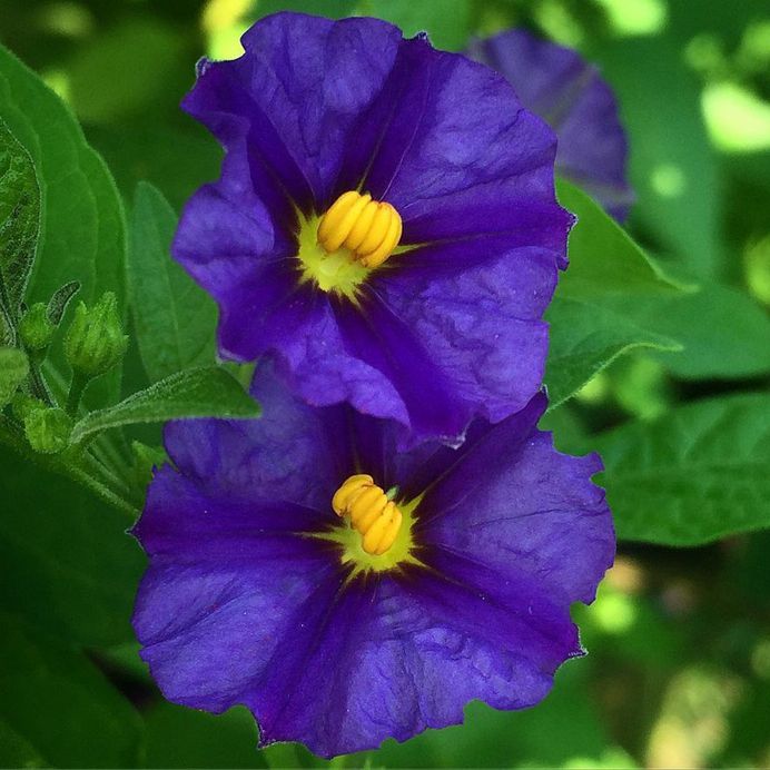 Solanum Flower Picture