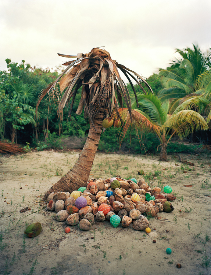palm, photo, color, tropic, tropical #palm #tropical #photo #color #tropic