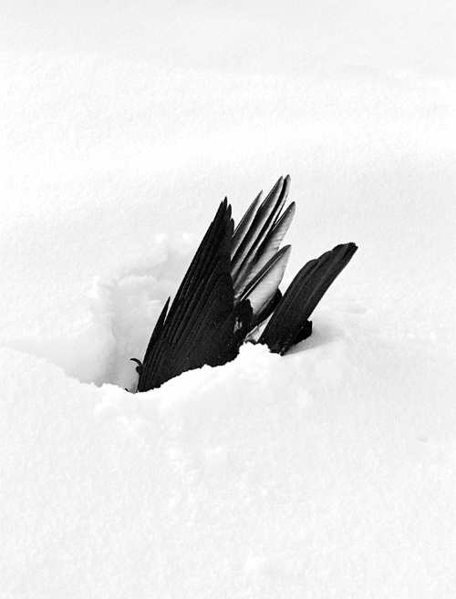 bird #snow #black #bird #feathers #photography #nature #winter