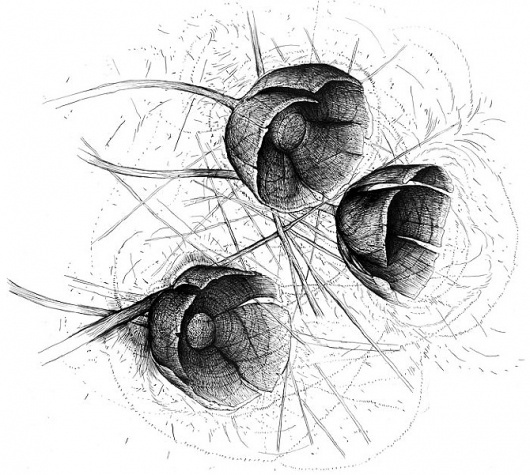 andy gilmore #poppies