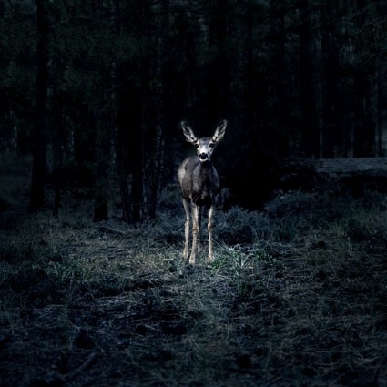 Reportage 2 | Lea Meienberg | Fotografie #wildlife #photography #meienberg #lea