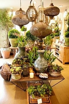 Succulents