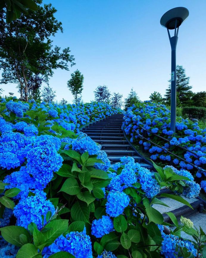 Stairs of hydrangea by Reiko Sato