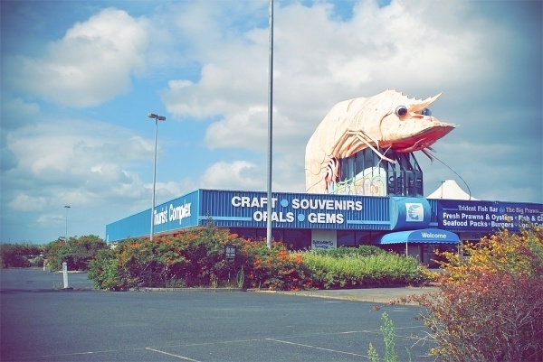 http://www.islandcontinent.com.au/ #islandcontinent #big #prawn