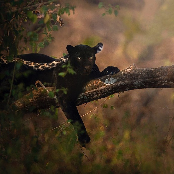 Dramatic Portraits of Wildlife Big Cats by Shaaz Jung