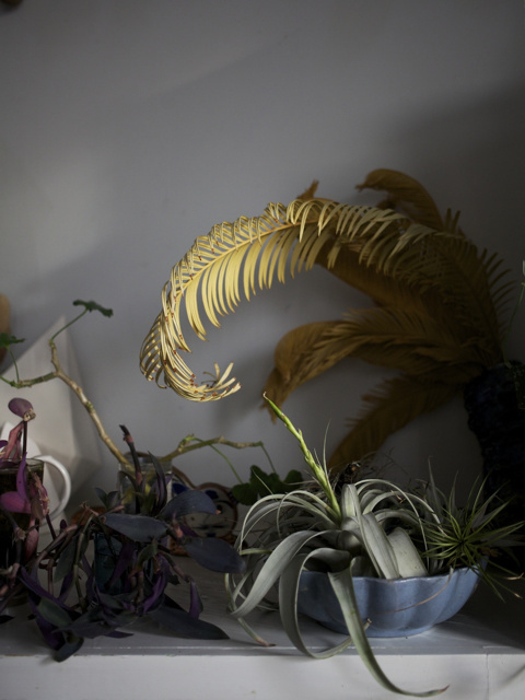 #plant #interior #vegetation