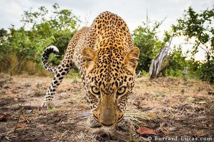 Wildlife Animals by Will Burrard-Lucas #wildlife #photography #animals