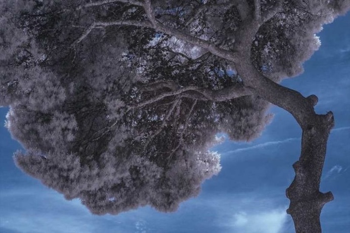 Surreal Infrared Nature Photography by Bradley G Munkowitz