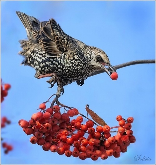 Bird Photography by Anna Solisia | Cuded #solisia #photography #anna #bird