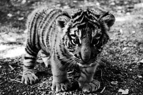 tumblr_liiok9I3I01qzu2zoo1_500.jpg (500×333) #tiger #cub
