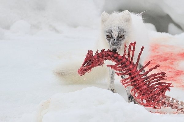 1.jpg (800×533) #white #red #fox #artic #carcass #eating