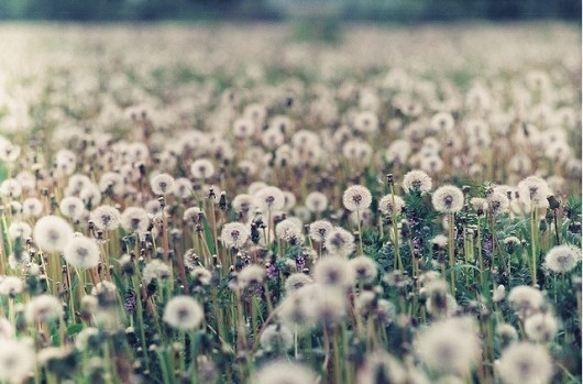 : : moodboard : : #flower