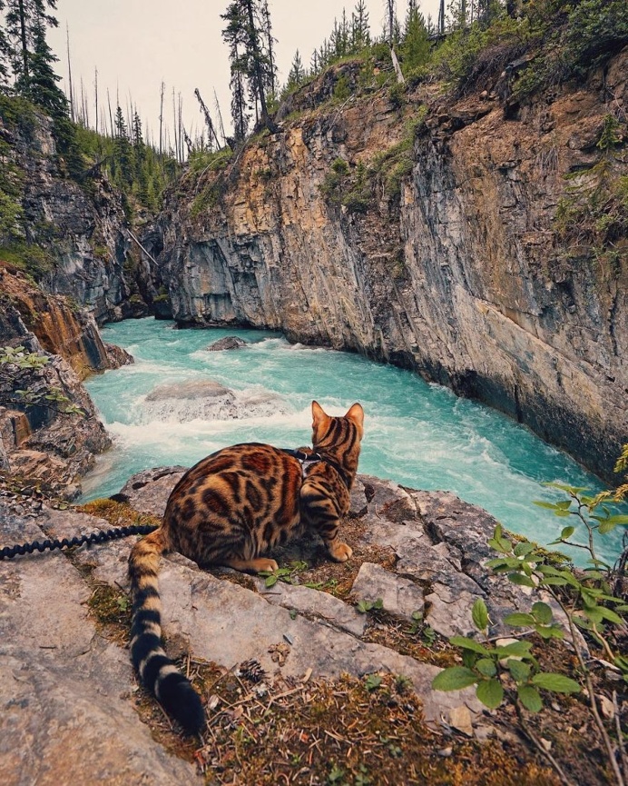 Meet Suki, The Adventure Wondercat Who Became an Instagram Star