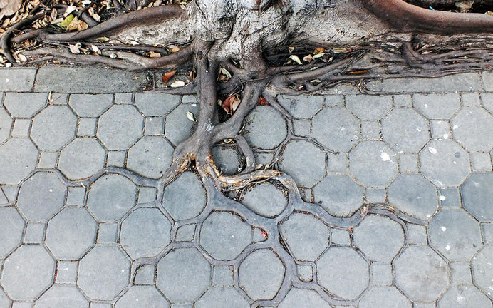 tree-roots-concrete-pavement-2 #root #photography #tree