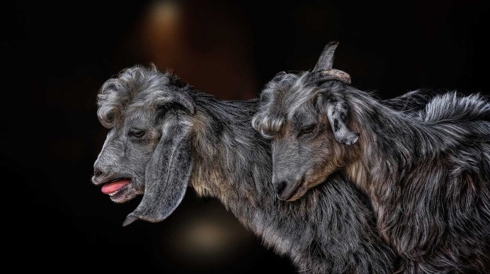 Dreamlike Animals Photography by Nasser Osman