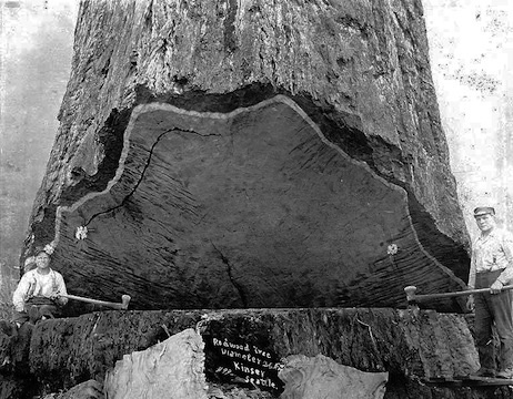 The Elastic Novice #tree