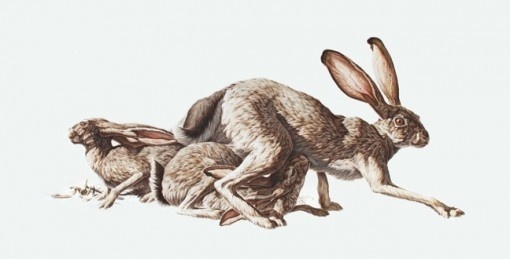 Negative Space is a Positive Thing :: Paintings by George Boorujy - NTHN blog #sears #shop #illustration #painting #animals #rabbit #hares