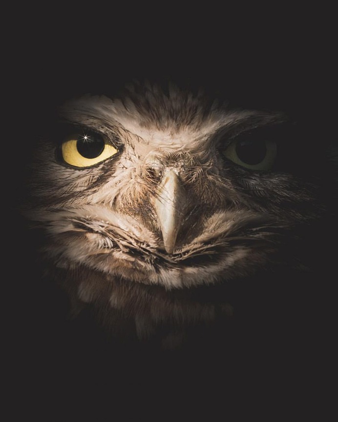 Magical Pictures of Owls: Bird Photography by Daniel J Nevares