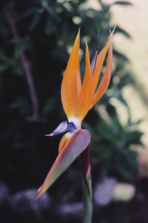 Photography(Bird of Paradise byÂ Louis MacLean, viaÂ pkam) #photography