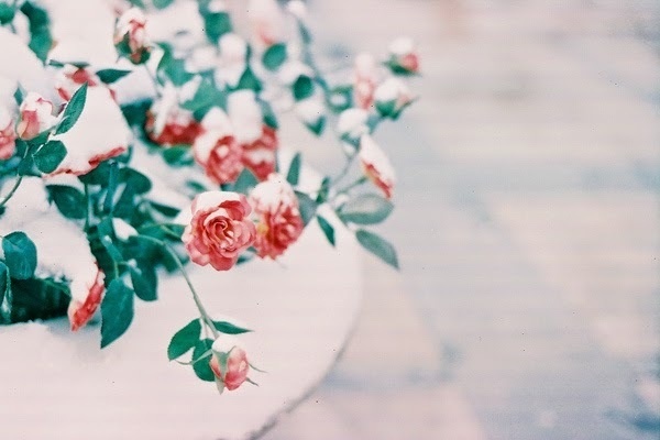 Shooting Film: The Flowers in the Snow #snow #roses #plant #photography #frost #art #leaves #garden #ice #flowers #winter