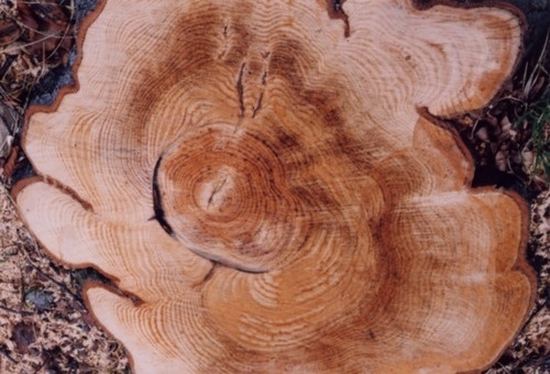 tumblr_lds4qbGVCr1qe9oe2o1_500.jpg (Immagine JPEG, 500x340 pixel) #tree