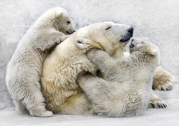 Polar bears. #photography #animals