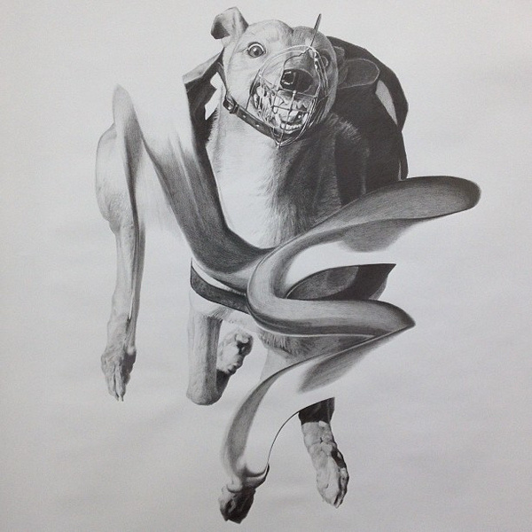 photo #greyhound #pencil