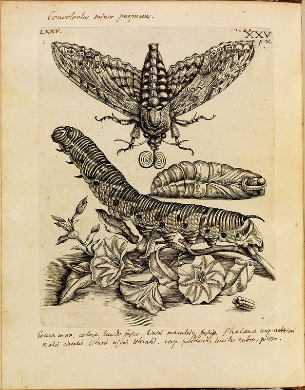 historical science B+W + colour engravings-illustrations of butterflies, bees, moths + plants + flowers in-situ (1700s) #sibylla #erucarum #merian #ortus #maria