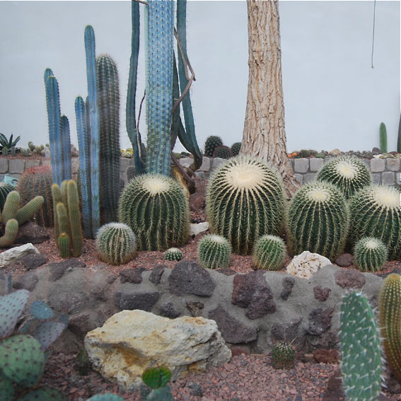 promieniowanie:http://www.flickr.com/photos/anmulder #cactus