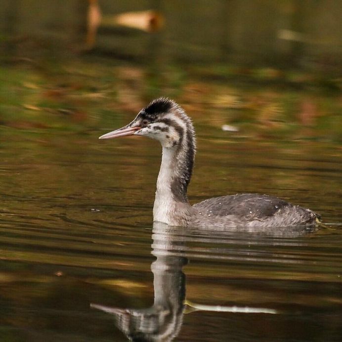 #nuts_about_birds: Awesome Bird Photography by Rogerio Rumao