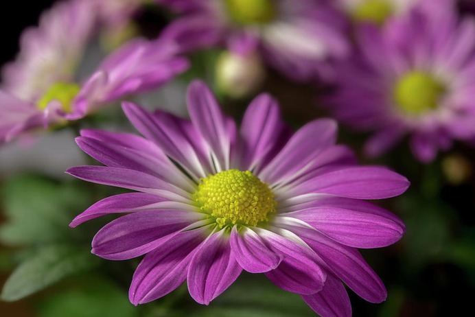 daisy painting & daisy paint by number #painting
