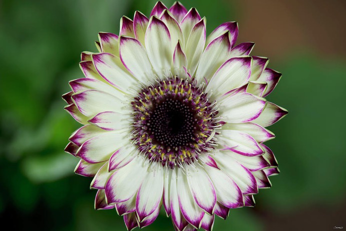 daisy painting & daisy paint by number #painting