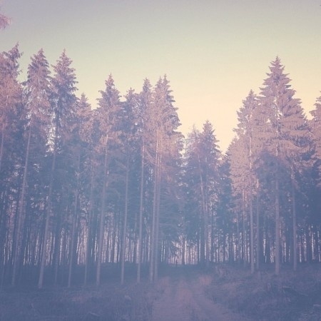Instagram Photo Favorites: 9th Edition » ISO50 Blog – The Blog of Scott Hansen (Tycho / ISO50) #forest #photography #trees