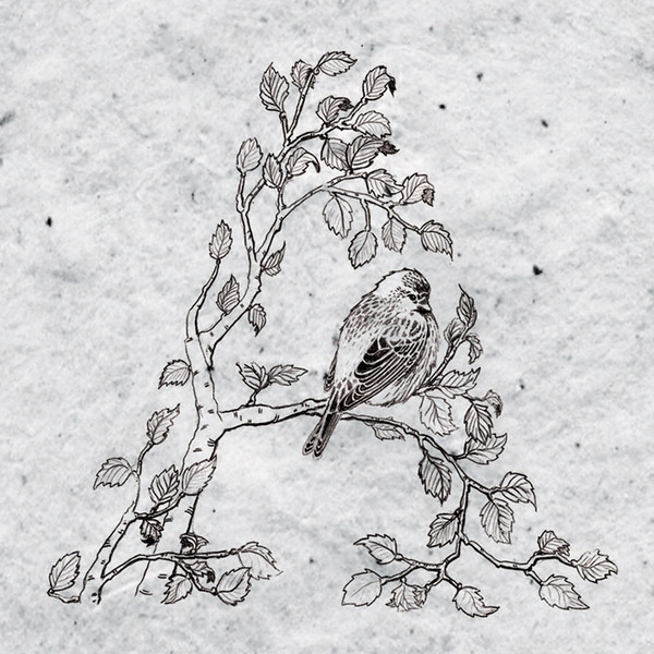 Holt wip on Behance #bird #illustration #nature #drawn #hand